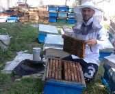 عنوان طرح : پرورش زنبور عسل
