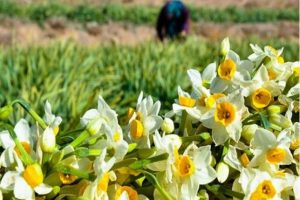 «کبری انصاری» بزرگترین تولیدکننده گل نرگس درایران