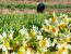 «کبری انصاری» بزرگترین تولیدکننده گل نرگس درایران