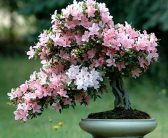 پرورش گل های زینتی ، کسب و کاری پرسود(مهندس فاطمه یحیایی)