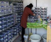 کسب در آمد در منزل با پرورش عقرب