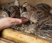 در روستا کالای صادراتی “بلدرچین“ تولید می‌کند