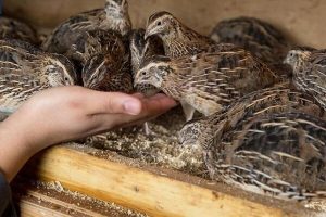 در روستا کالای صادراتی “بلدرچین“ تولید می‌کند