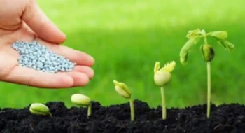 خطر استفاده بی‌رویه از کودهای شیمیایی در کشاورزی ( وحیده میرزایی – کارشناس سلامت )