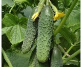 کسب درآمد از پرورش خیار گلخانه ای