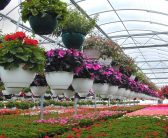 صنعت گل و گیاه فرصتی برای افزایش اشتغال ( مهندس امین رشیدی )