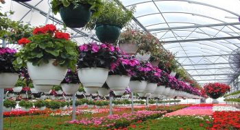 صنعت گل و گیاه فرصتی برای افزایش اشتغال ( مهندس امین رشیدی )